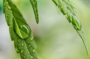 canabis plant rain drop